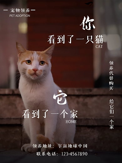 宠物猫流浪可怜动物公益海报