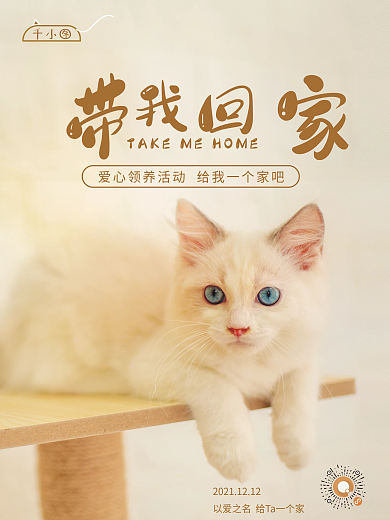 宠物领养摄影图海报