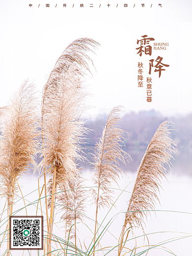 芦苇图霜降中国传统二十节气宣传海报