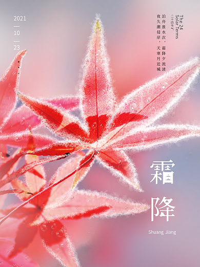 简约24节气霜降节气节日海报