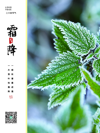 霜降节日海报宣传海报简约海报