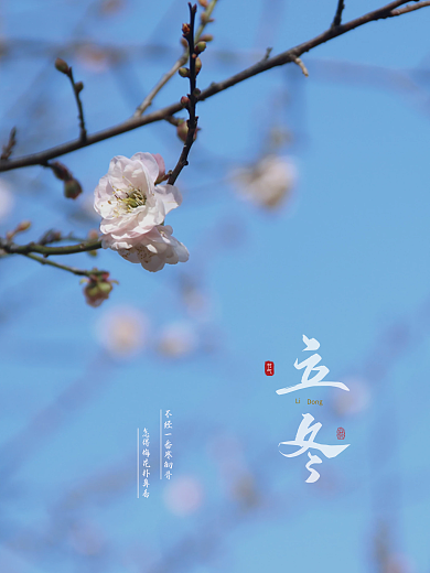 简约立冬梅花摄影图节气海报