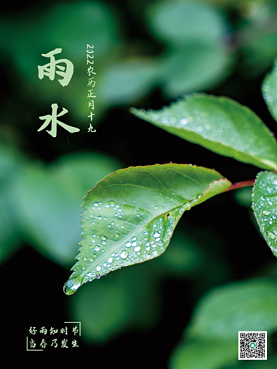 绿色清新露珠雨水节气海报