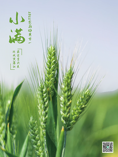 绿色清新小麦小满节气海报