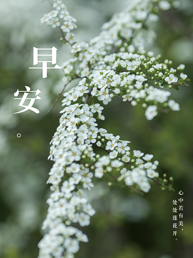 日签 绿色 小清新 花