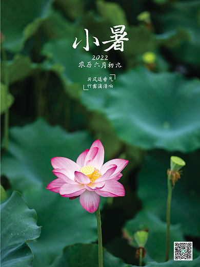 清新荷叶荷花小暑节气海报