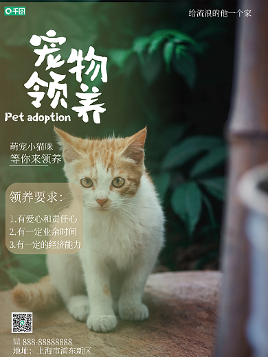 宠物领养摄影图海报