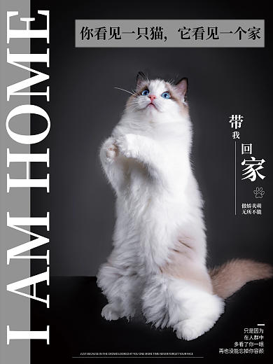 宠物带我回家宣传公益海报