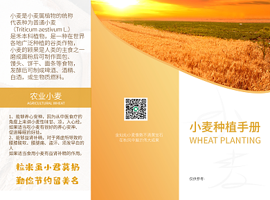 小麦种植农业三折页宣传