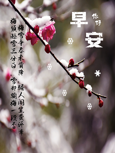 早安你好励志雪景梅花心语正能量简约海报
