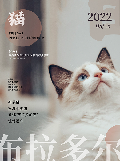 布偶猫流浪猫猫咖宠物猫电商动物公益海报