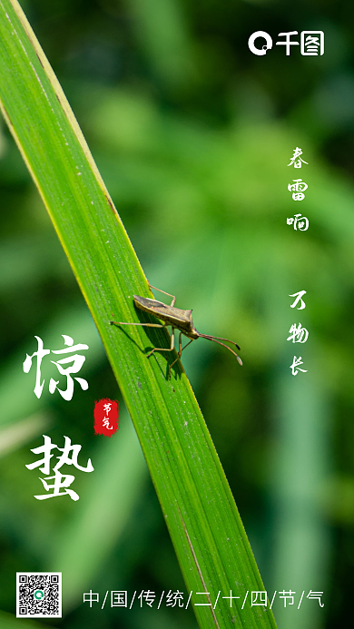 简约惊蛰节气摄影图海报