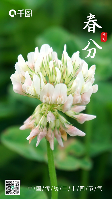 简约春分节气摄影图海报