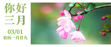 你好三月简约春季配图小清新公众号封面图