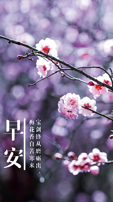 唯美梅花早安摄影图