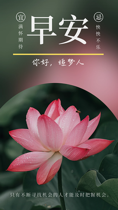 早安小清新日签荷花海报