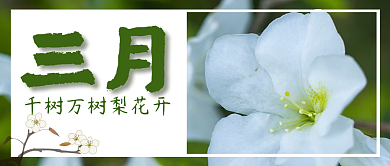 公众号封面三月梨花