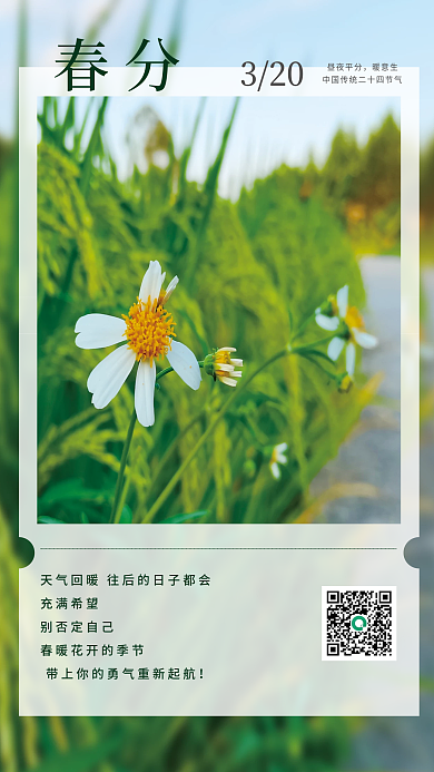 简约小清新春分节气植物摄影海报