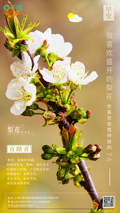 早安日签梨花花花开烂漫时