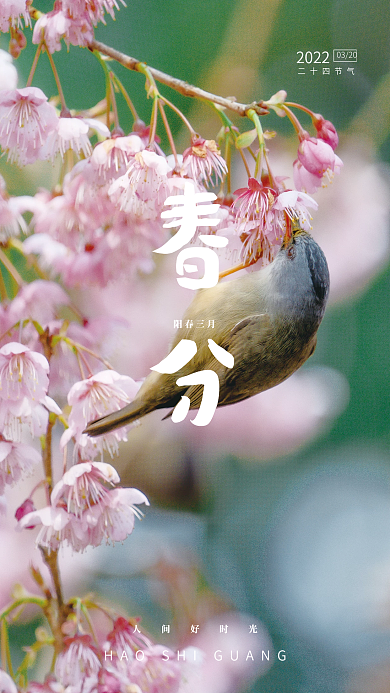 春分踏青传统节气海报