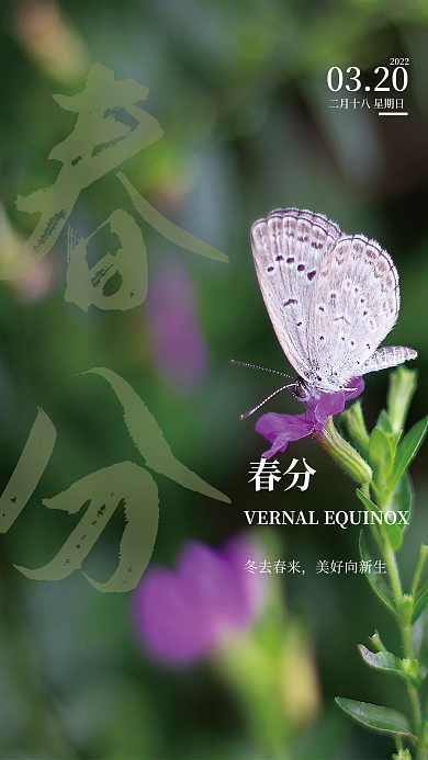 二十四节气春分白蝴蝶节气简约海报