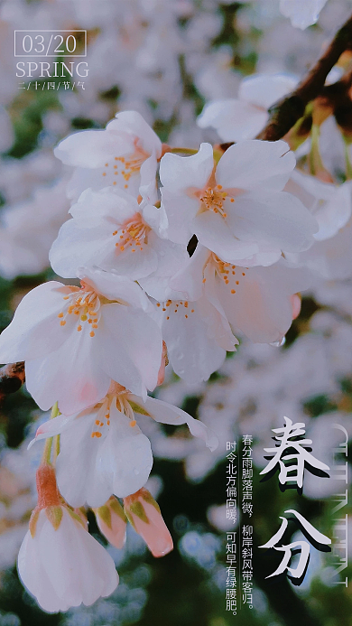 简约清新二十四节气春分海报节日海报