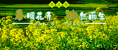 油菜花开公众号封面