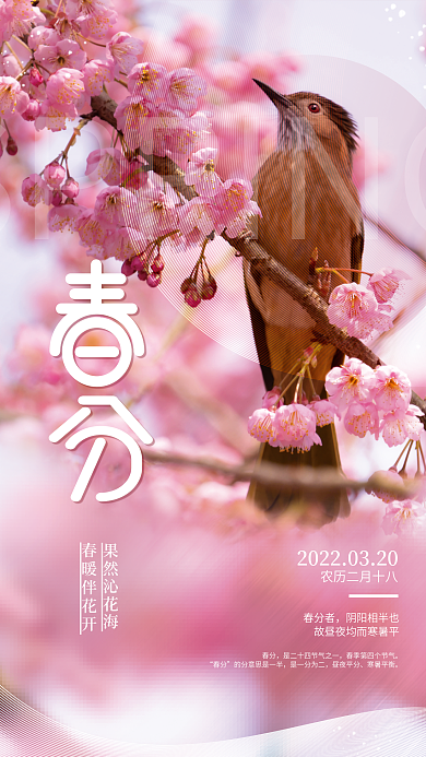 清新简约春分春天摄影图传统节气海报