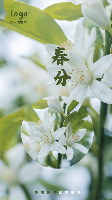 春分春季小清新节气节日海报