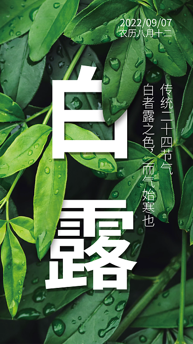 传统节气白露海报