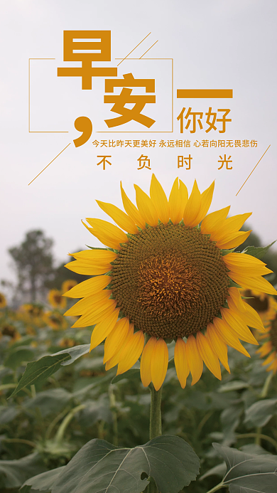 简约小清新向日葵早安朋友圈日签海报