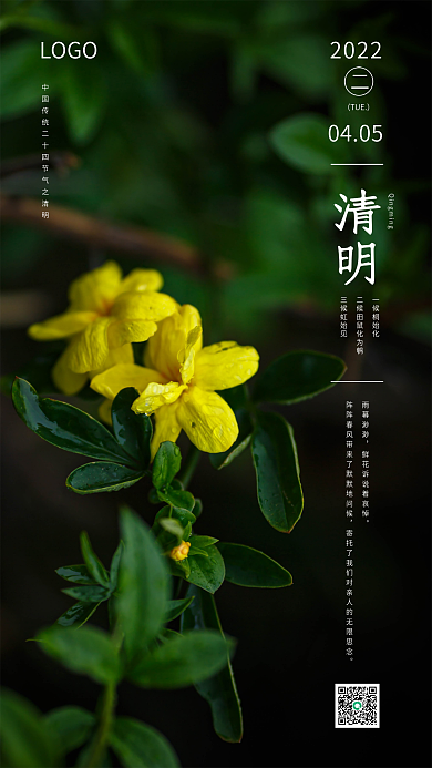 清明节气海报雨天迎春花