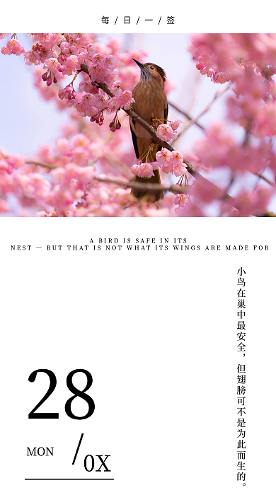 新媒体手机樱花树日签