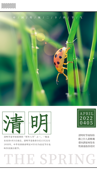 二十四节气清明节春天瓢虫背景简约海报