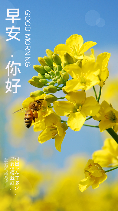 简约蜜蜂油菜花励志问候日签朋友圈早安海报