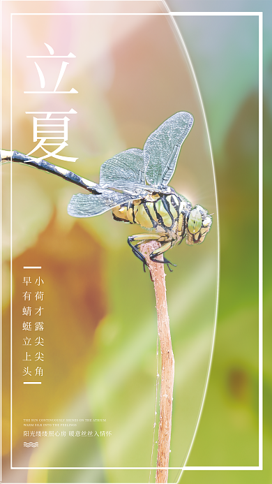 二十四节气立夏蜻蜓阳光简约海报