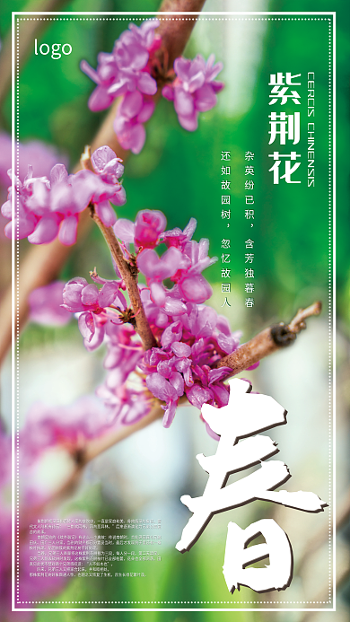 春日里绽放的紫荆花海报