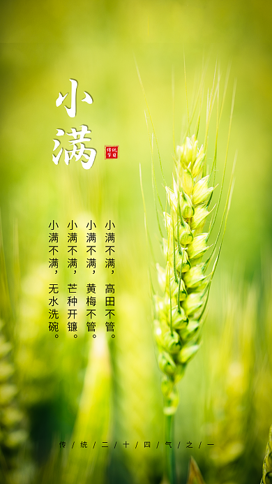 清新小满麦穗绿色手机海报