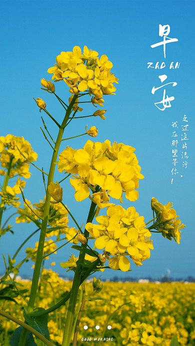 春天油菜花简约早安问候朋友圈日签手机海报