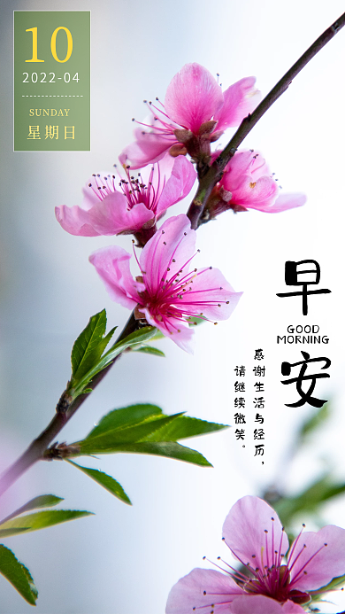 简约正能量励志问候日签朋友圈早安桃花海报