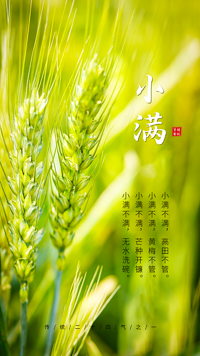 清新绿色小麦穗小满节气手机海报