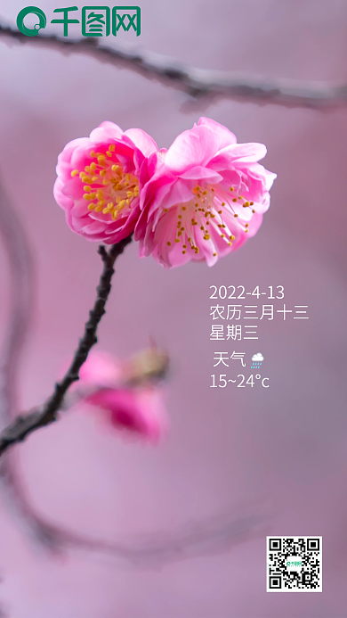 唯美梅花新媒体日签