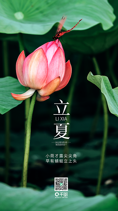 立夏荷花苞蜻蜓夏至小满小清新早安手机壁纸