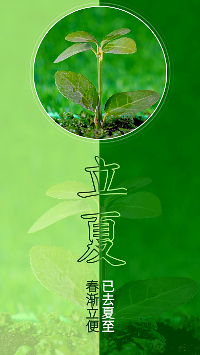 文艺简约立夏春已渐去对比植物小草立夏节气海报