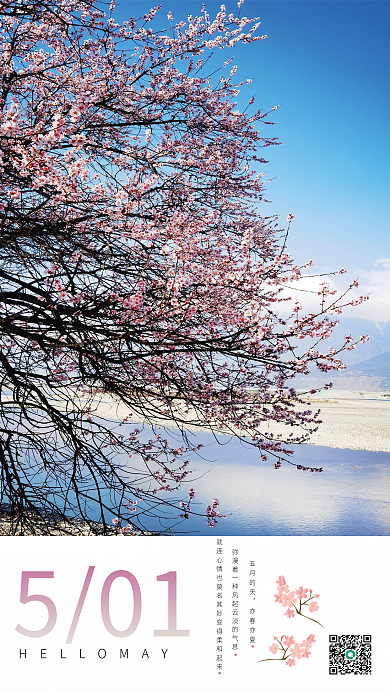 简约樱花501五月的天海报