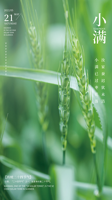 二十四节气小满小麦摄影图海报