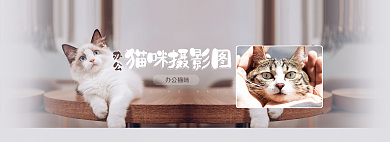 办公猫咪摄影图展示网页banner