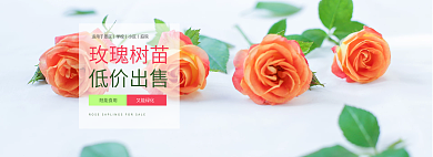 简约风玫瑰树苗低价出售网大图网页banner