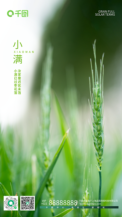 传统二十四节气VIP021小麦手机海报