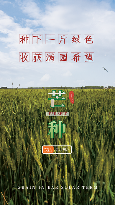 简约摄影芒种农历节日海报